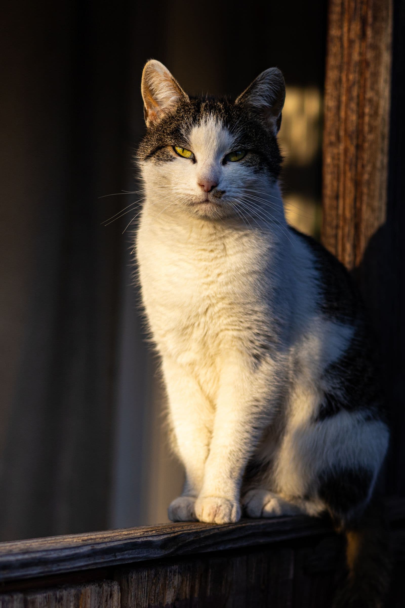 Portret — rochie neagră, scări exterioare